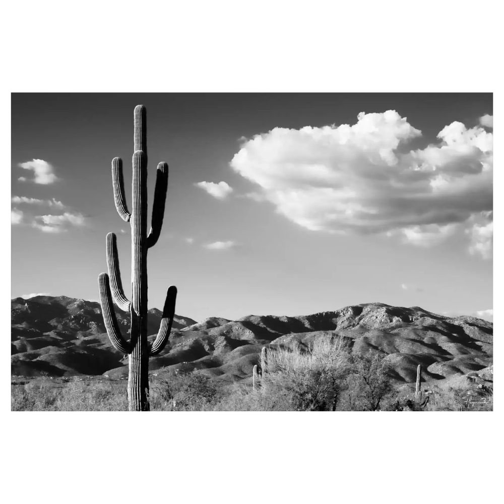 Black and white saguaro cactus desert photography print
